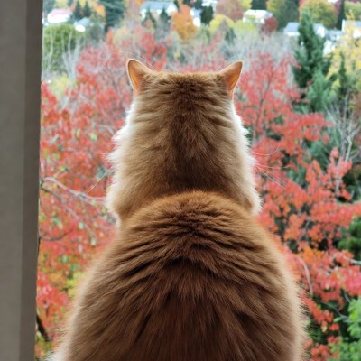 Orange cat looking out window at fall trees