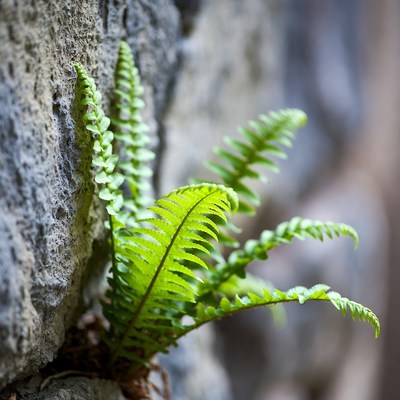 Green Fern Growing on Rock Wall