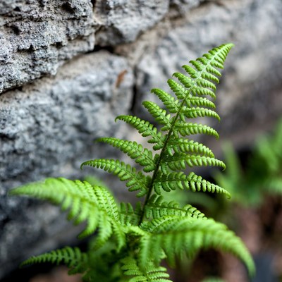 Fern growing against stone wall