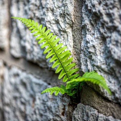Fern growing from stone wall