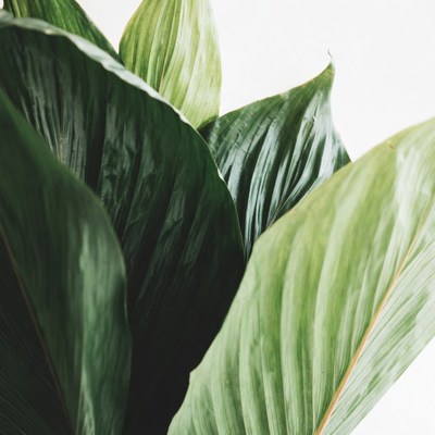 Close-up Green Plant Leaves