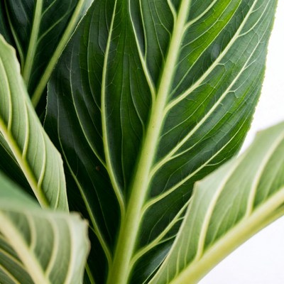 Closeup of Philodendron Green Leaves