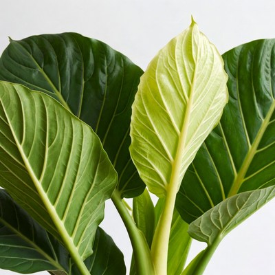 Variegated Monstera Leaf Plant