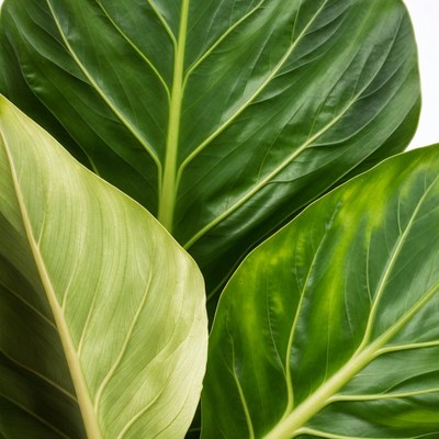 Large Green Philodendron Leaves