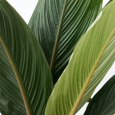 Green Calathea Leaves Isolated Background