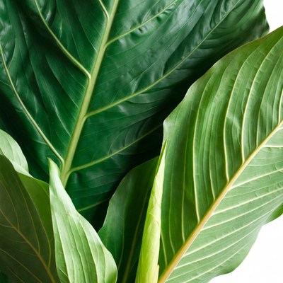 Large Green Philodendron Leaves