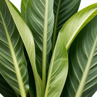 Close-up of lush green banana leaves