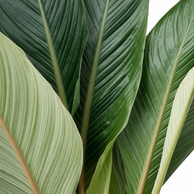 Vibrant Green Banana Plant Leaves
