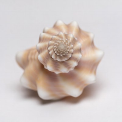 Spiral Seashell on White Background