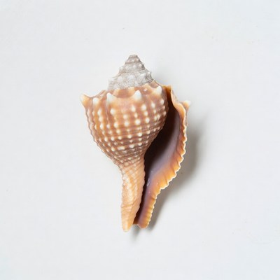 Orange conch seashell isolated