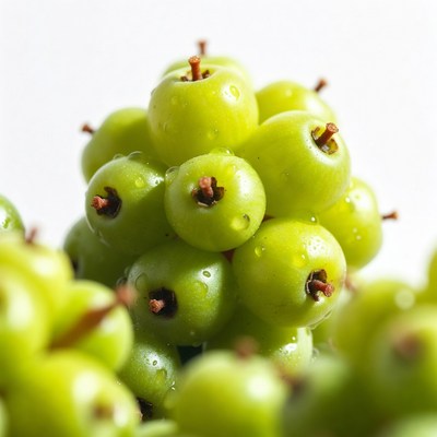 Green berries cluster with water droplets