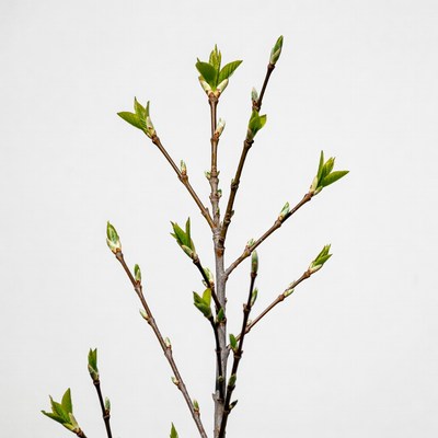 Fresh green tree buds on branch