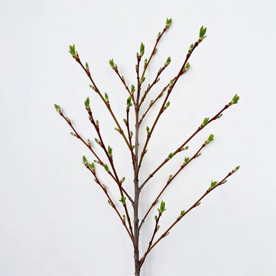 Fresh green buds on branches