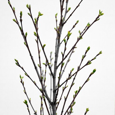 Tree branch with fresh green buds