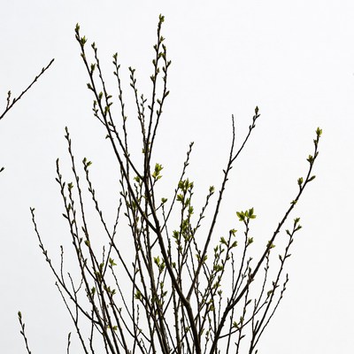 Fresh green buds on branches
