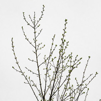 Budding tree branches on white background