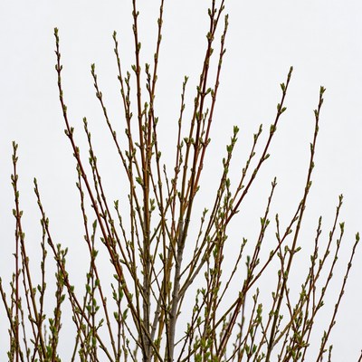 Fresh green tree buds on white background