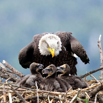 Bald Eagle with Nest Chicks