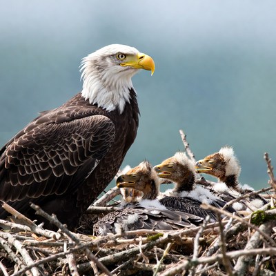 Bald Eagle with Nest Chicks