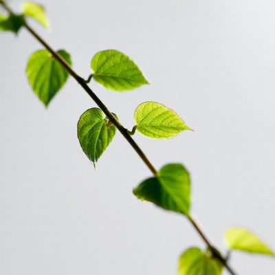 Fresh green leaves on vine stem