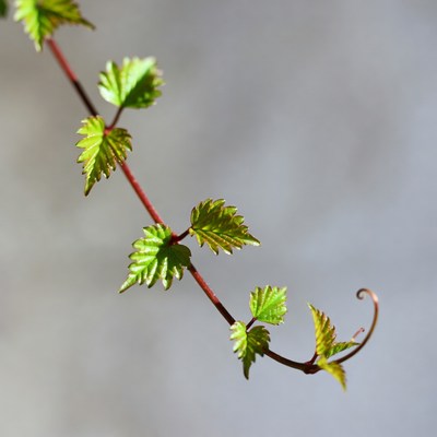 Young green vine leaves on stem