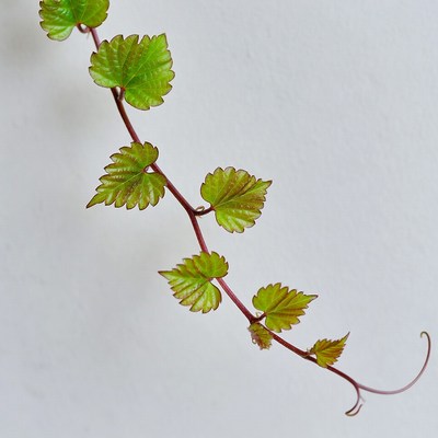 Green Vine Leaves on White Background