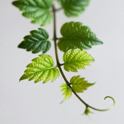 Fresh green serrated leaves on stem