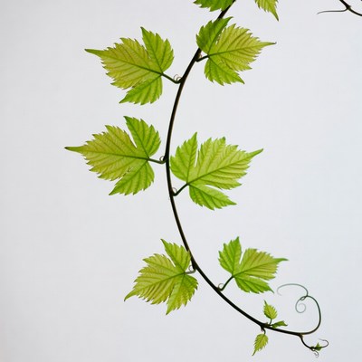 Fresh green grapevine leaves on stem