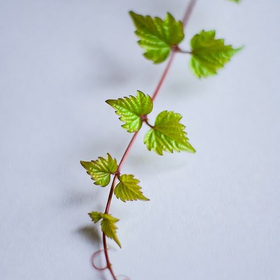 Fresh green vine leaves on white