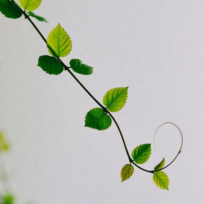 Fresh green vine leaves on white background