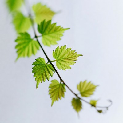 Fresh green leaves on stem