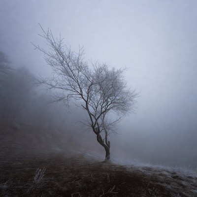 Lonely Tree in Foggy Landscape