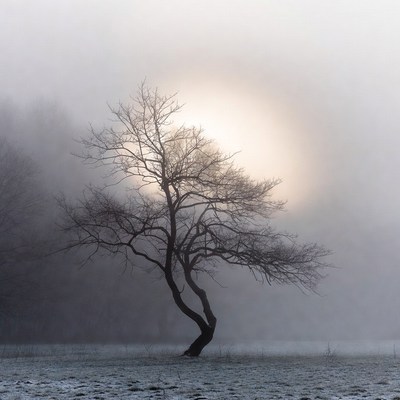Solitary Tree in Misty Sunrise Field