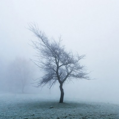 Lonely Tree in Foggy Field