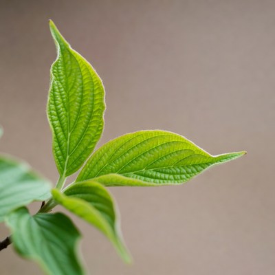 Three green leaves on stem