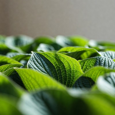 Close-up of vibrant green hosta leaves