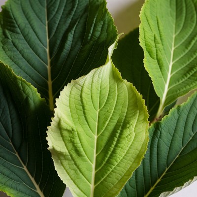 Vibrant Green Heart-Shaped Leaves