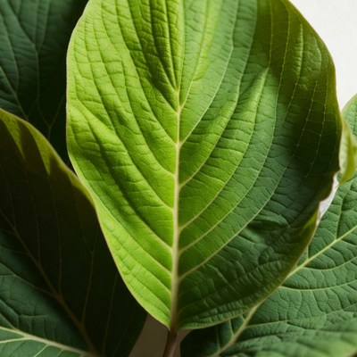 Vibrant Green Plant Leaves