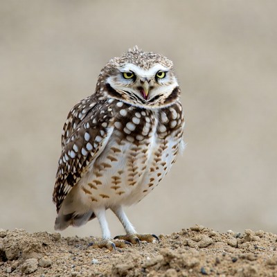 Burrowing Owl Standing on Sand