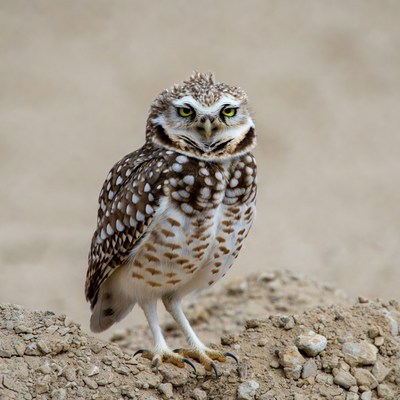 Burrowing Owl Standing on Dirt