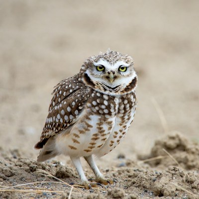 Burrowing Owl Standing on Sandy Ground