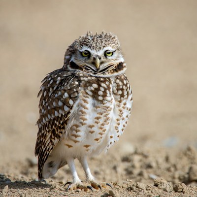 Burrowing owl standing on sand