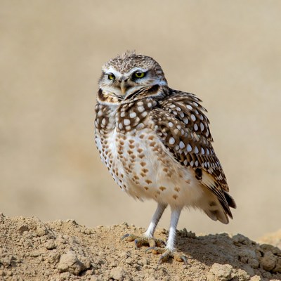 Burrowing Owl Standing on Sand