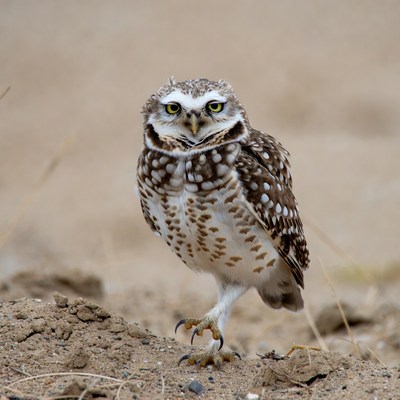 Burrowing owl standing on sand