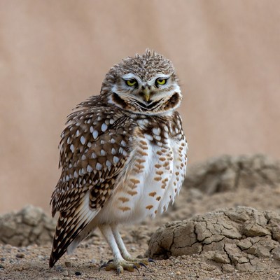 Burrowing owl on desert ground
