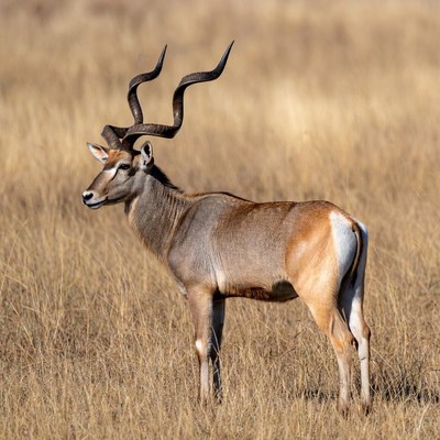 Kudu standing in dry grass
