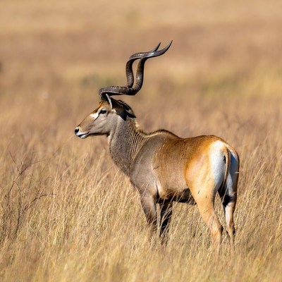 Eland Antelope Standing in Grassland