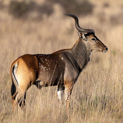 Kudu standing in dry grass