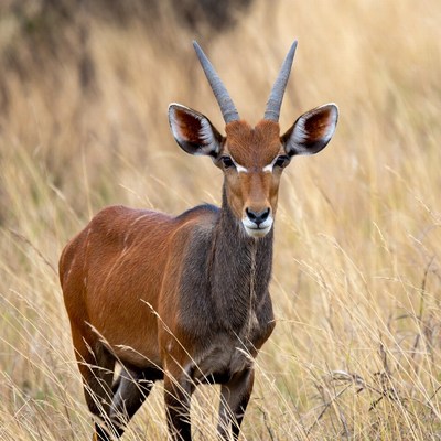 Cobb antelope standing in tall grass