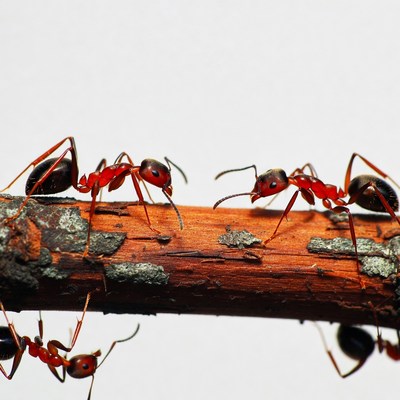 Red ants on wooden branch